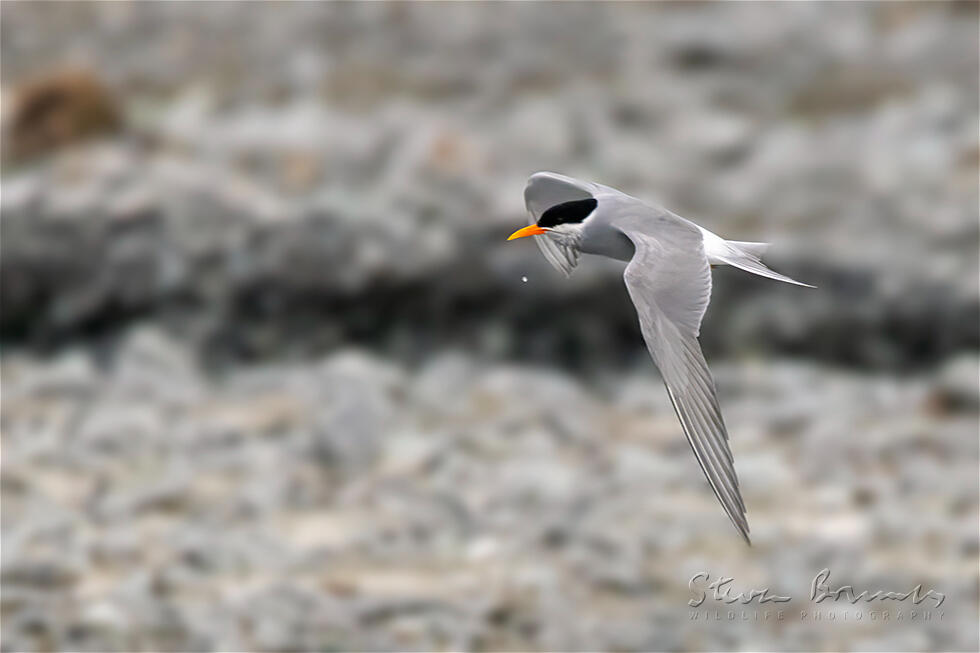 Black-fronted Tern (Chlidonias albostriatus)