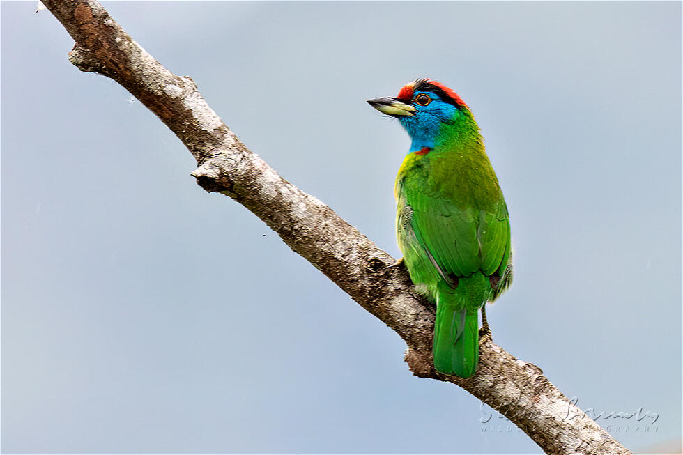 Blue-throated Barbet (Psilopogon asiaticus)