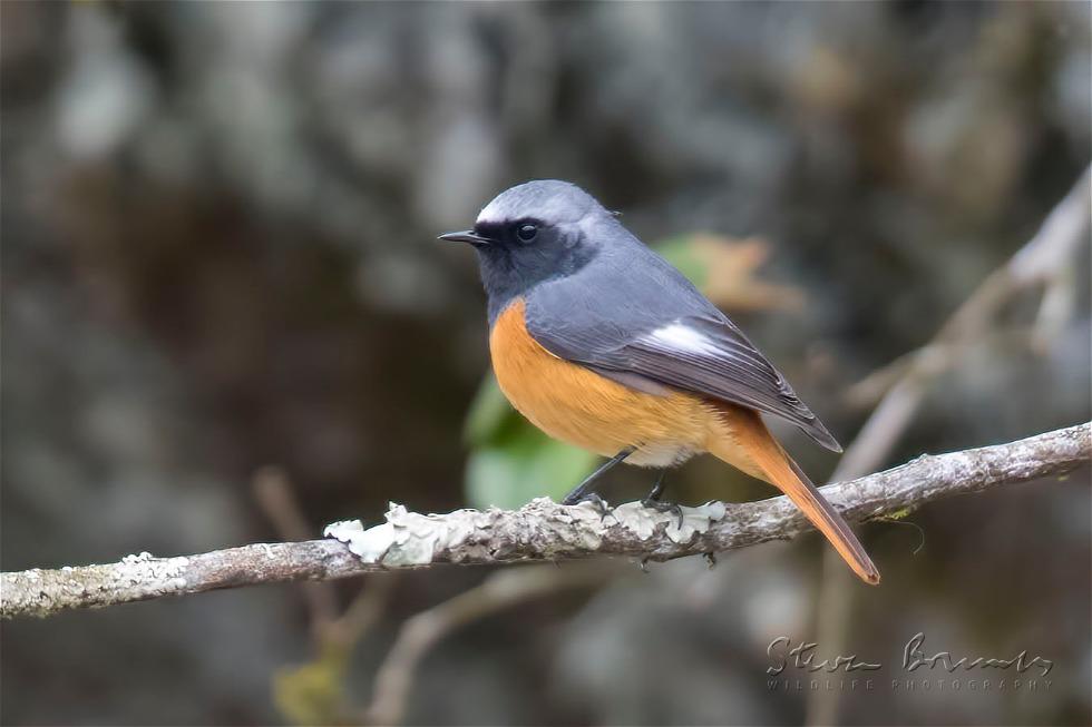 Daurian Redstart (Phoenicurus auroreus)