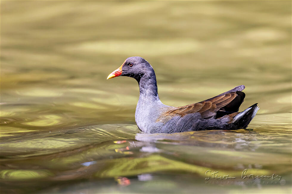 Dusky Moorhen (Gallinula tenebrosa)