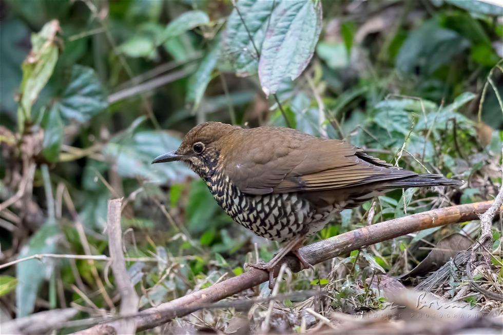 Himalayan Thrush (Zoothera salimalii)