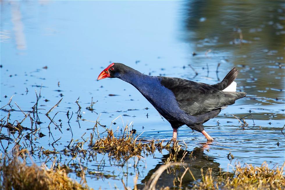 Australasian Swamphen (Porphyrio melanotus)