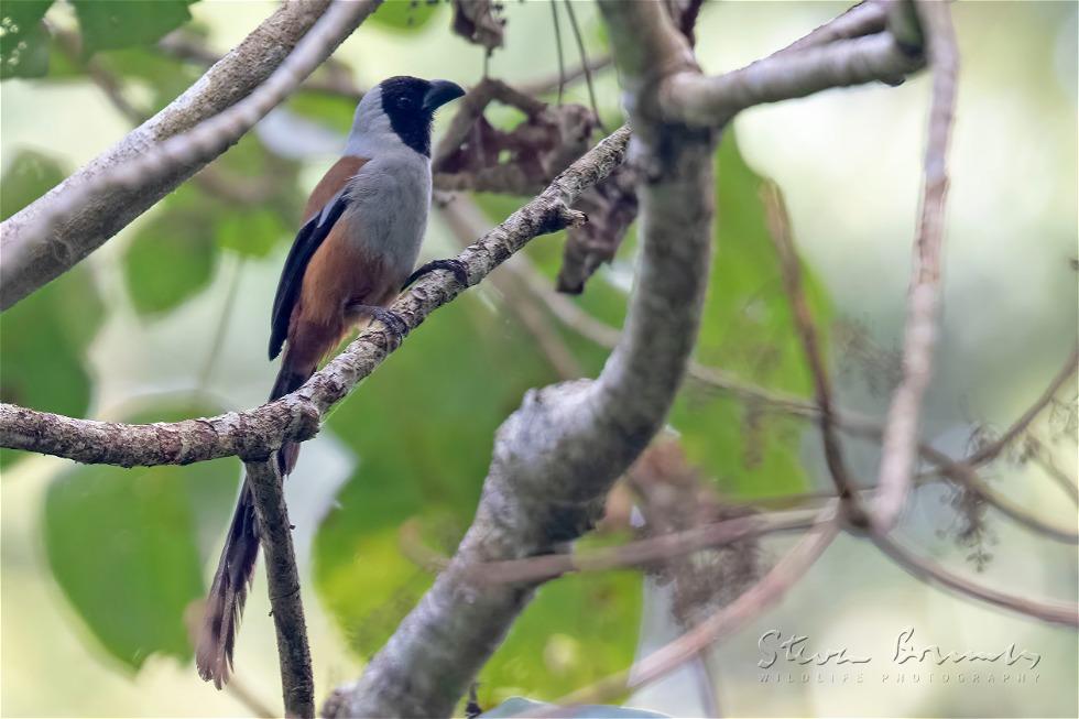 Hooded Treepie (Crypsirina cucullata)