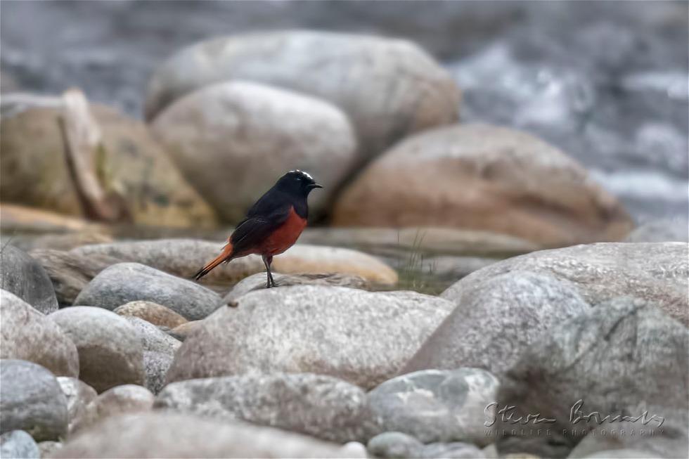 White-capped Redstart (Phoenicurus leucocephalus)