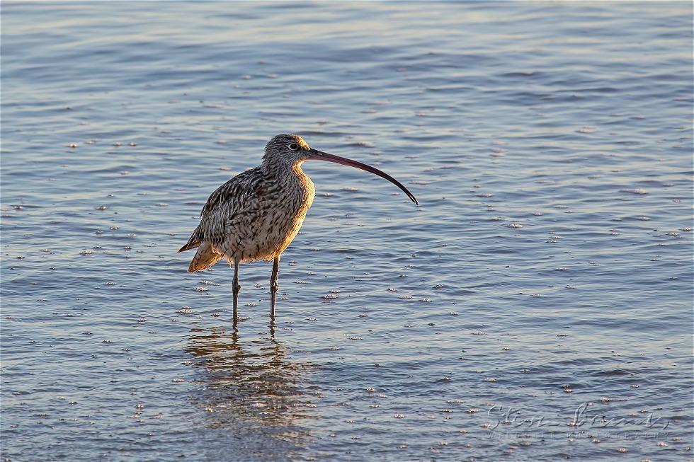 Far Eastern Curlew (Numenius madagascariensis)