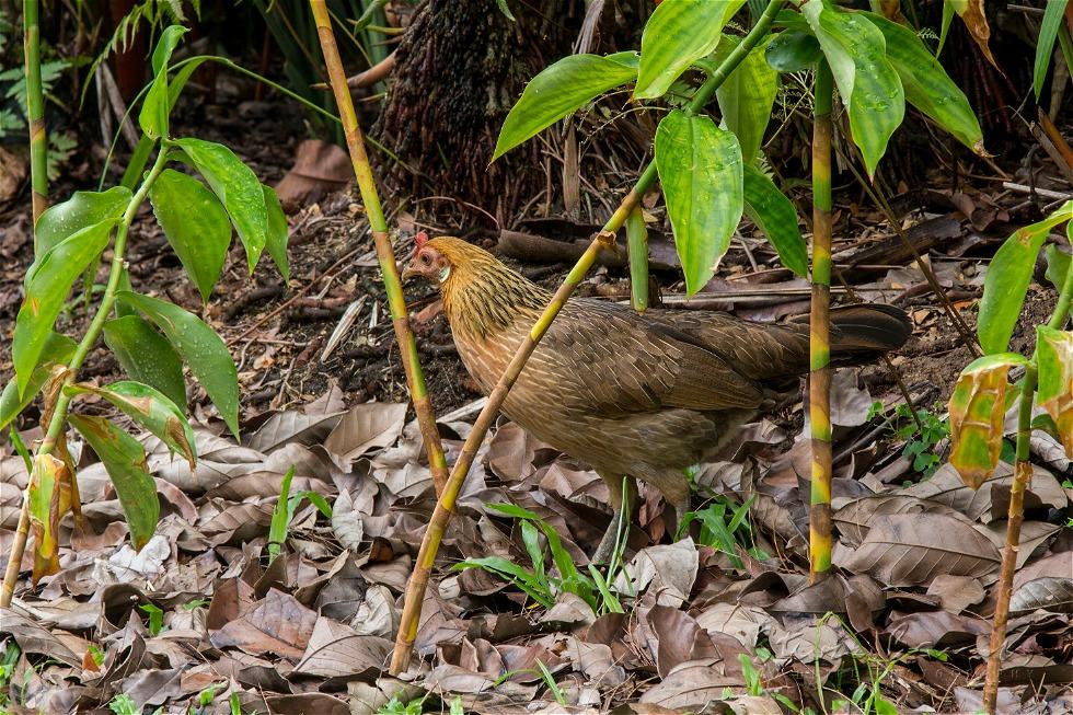 Red Junglefowl (Gallus gallus)