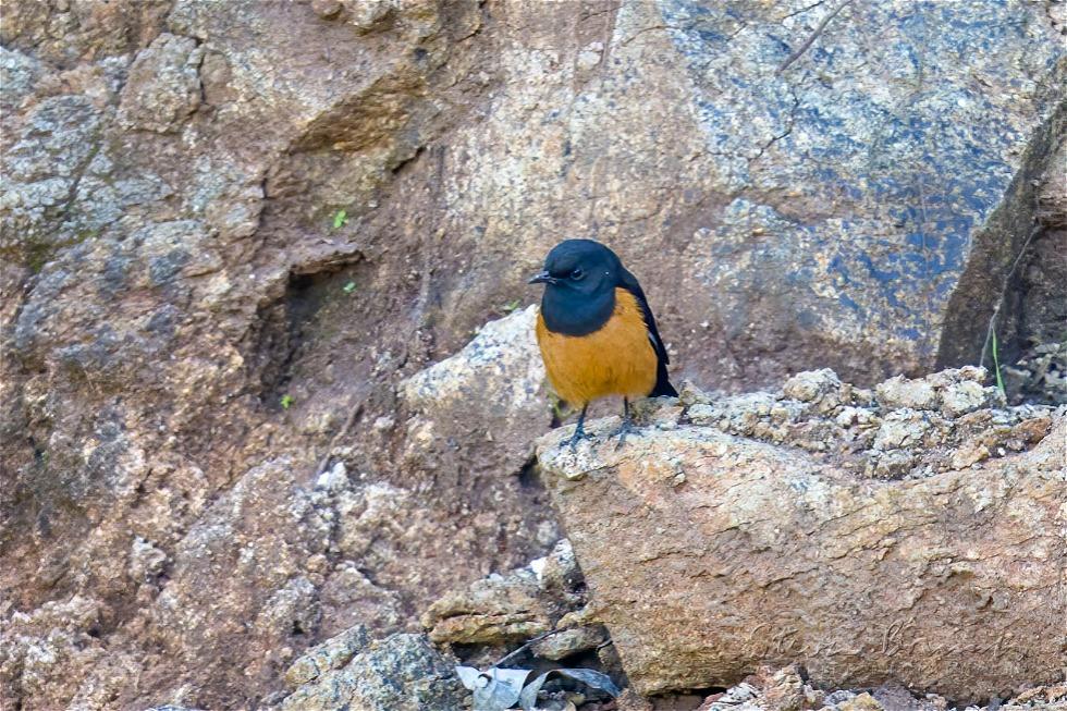 White-winged Cliff Chat (Monticola semirufus)