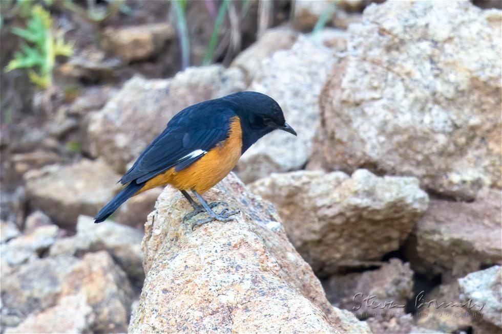 White-winged Cliff Chat (Monticola semirufus)