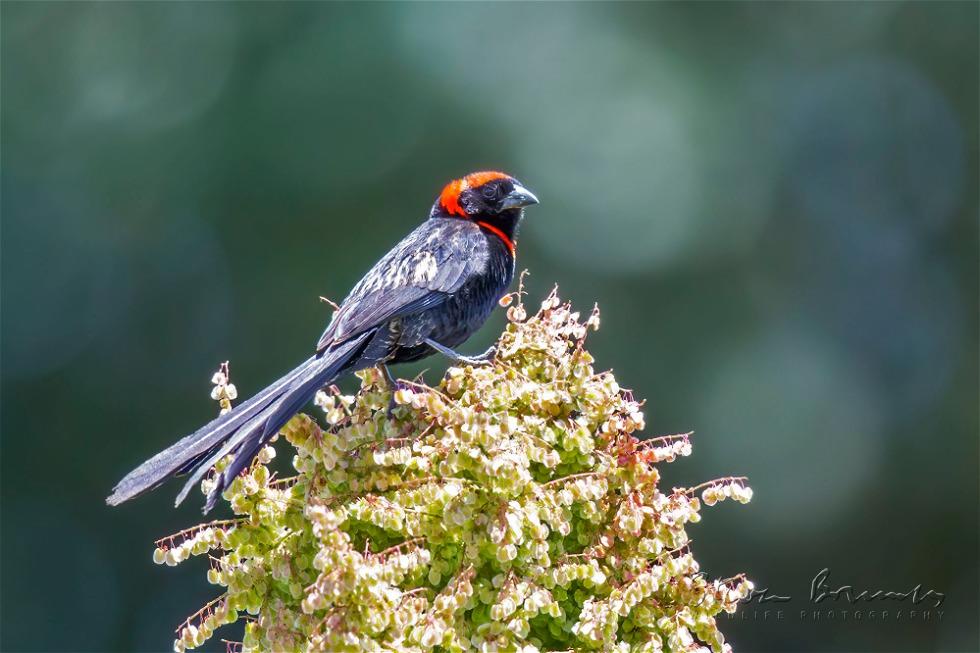 Red-collared Widowbird (Euplectes ardens)