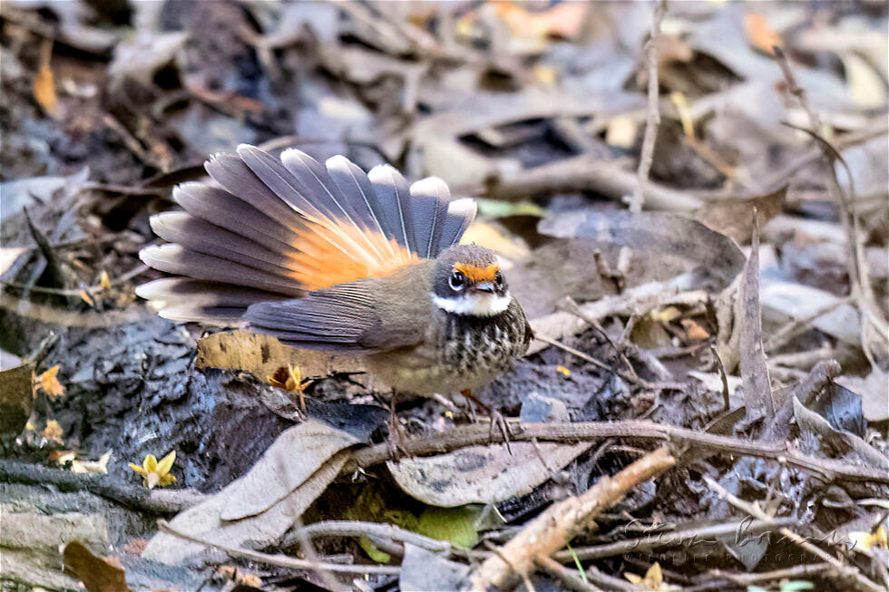 Rufous Fantail (Rhipidura rufifrons)