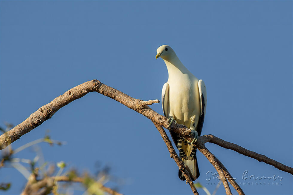 Torresian Imperial Pigeon (Ducula spilorrhoa)