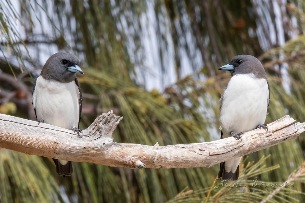 White-breasted Woodswallow (Artamus leucorynchus)