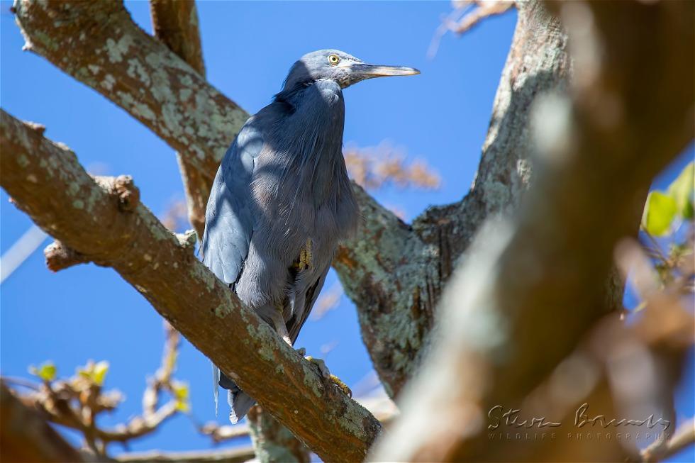 Pacific Reef Heron (Egretta sacra)