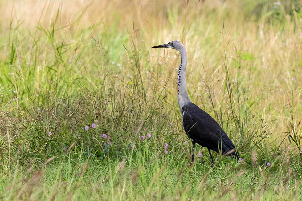 White-necked Heron (Ardea pacifica)