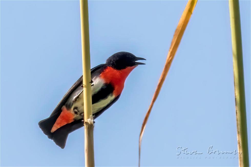 Mistletoebird (Dicaeum hirundinaceum)