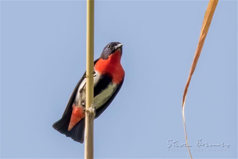 Mistletoebird (Dicaeum hirundinaceum)