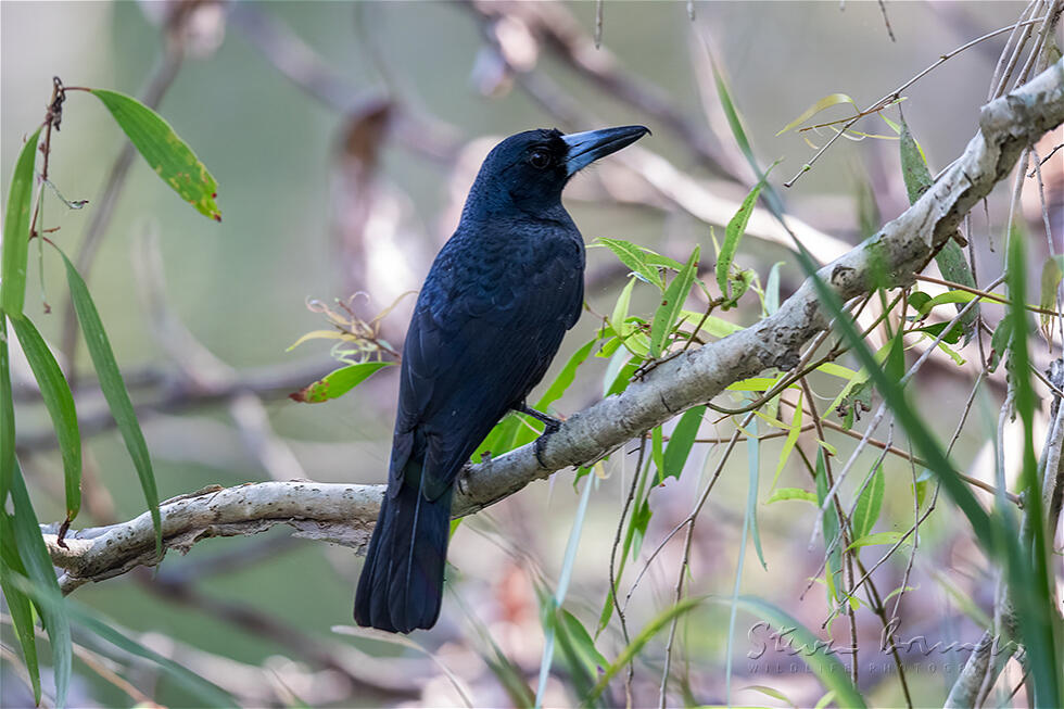 Black Butcherbird (Melloria quoyi)