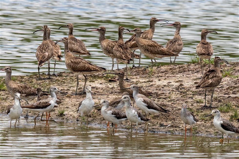 Common Greenshank (Tringa nebularia)