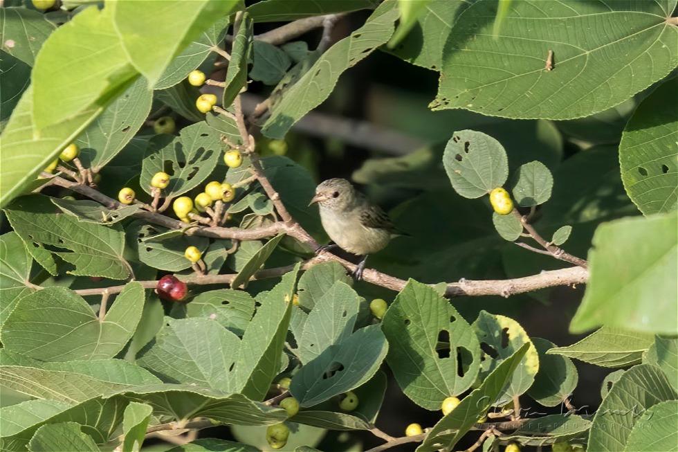 Pale-billed Flowerpecker (Dicaeum erythrorhynchos)