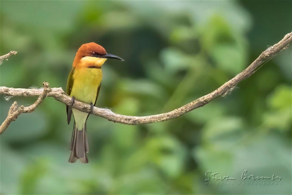 Chestnut-headed Bee-eater (Merops leschenaulti)