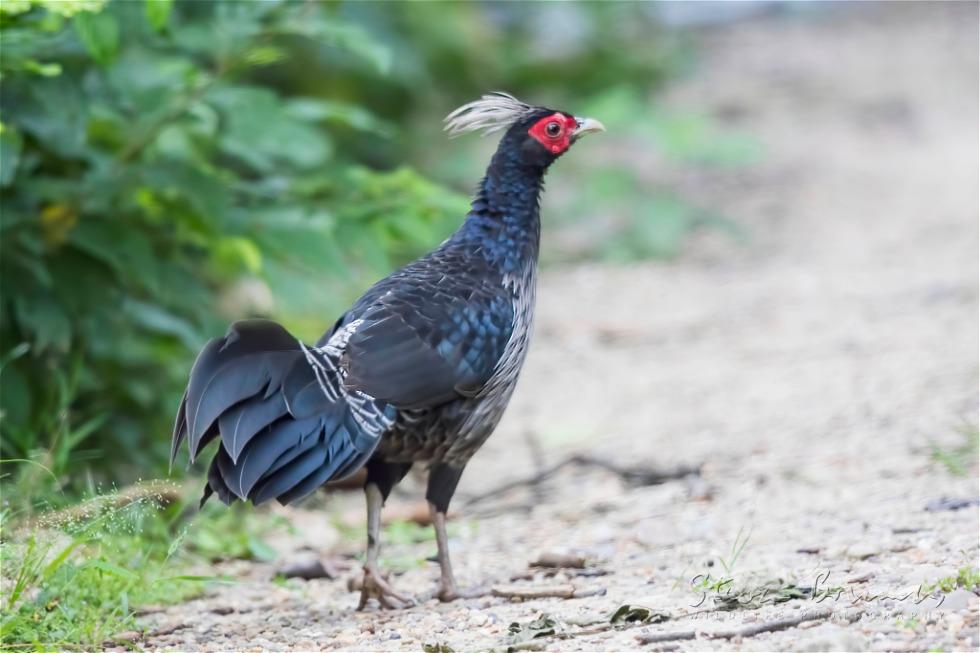 Kalij Pheasant (Lophura leucomelanos)