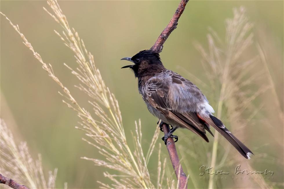 Red-vented Bulbul (Pycnonotus cafer)