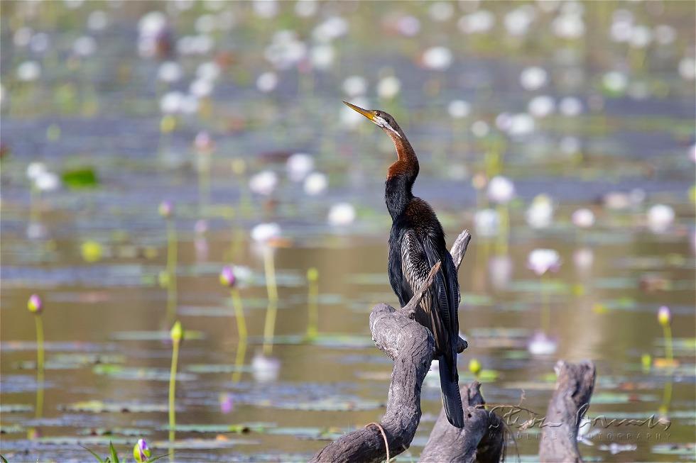 Australasian Darter (Anhinga novaehollandiae)