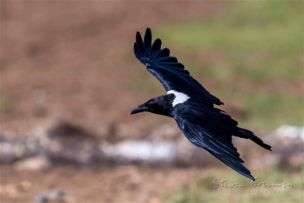 Pied Crow (Corvus albus)