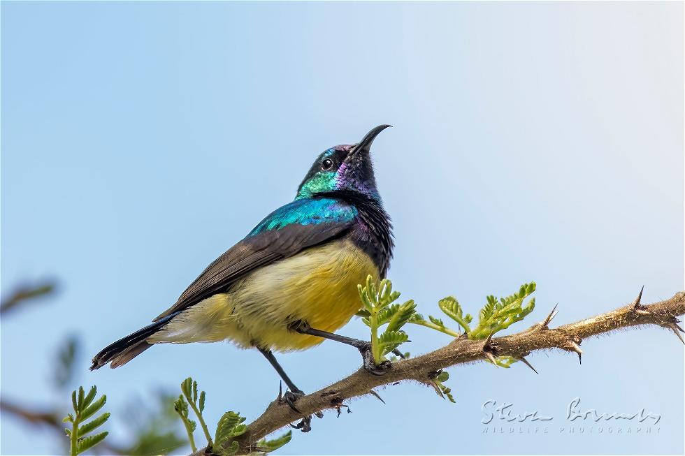 Variable Sunbird (Cinnyris venustus)