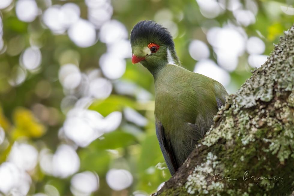 White-cheeked Turaco (Tauraco leucotis)