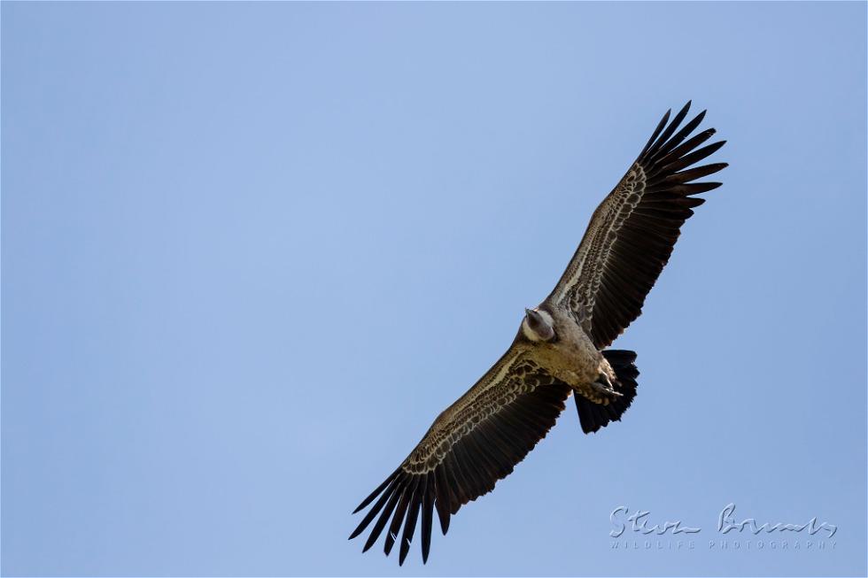 Griffon Vulture (Gyps fulvus)