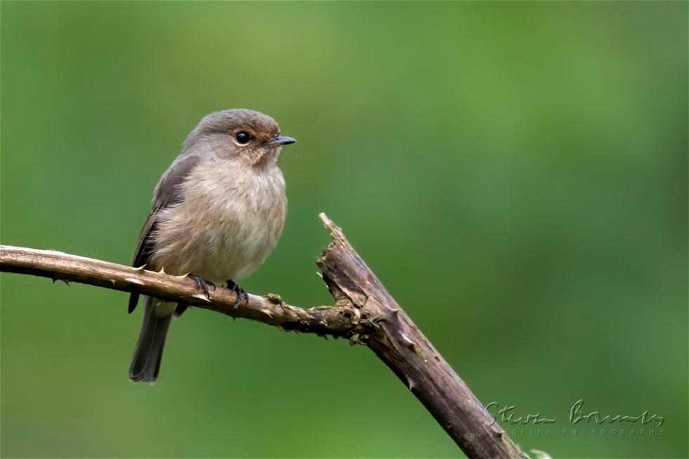 African Dusky Flycatcher (Muscicapa adusta)