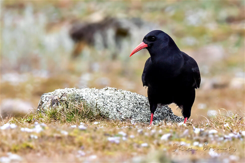 Red-billed Chough (Pyrrhocorax pyrrhocorax)