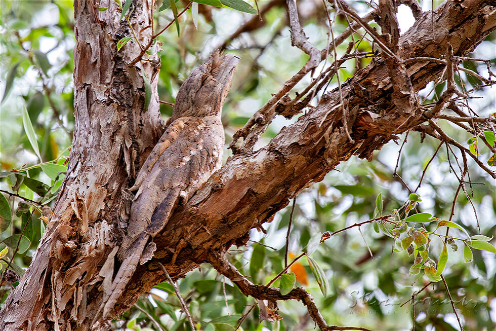 Papuan Frogmouth (Podargus papuensis)