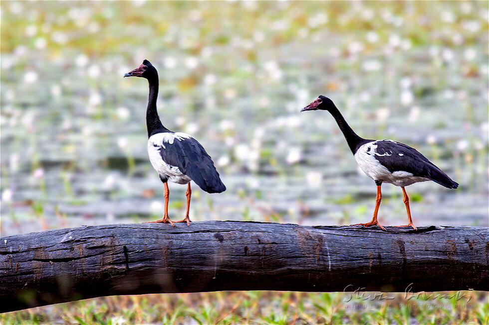 Magpie Goose (Anseranas semipalmata)