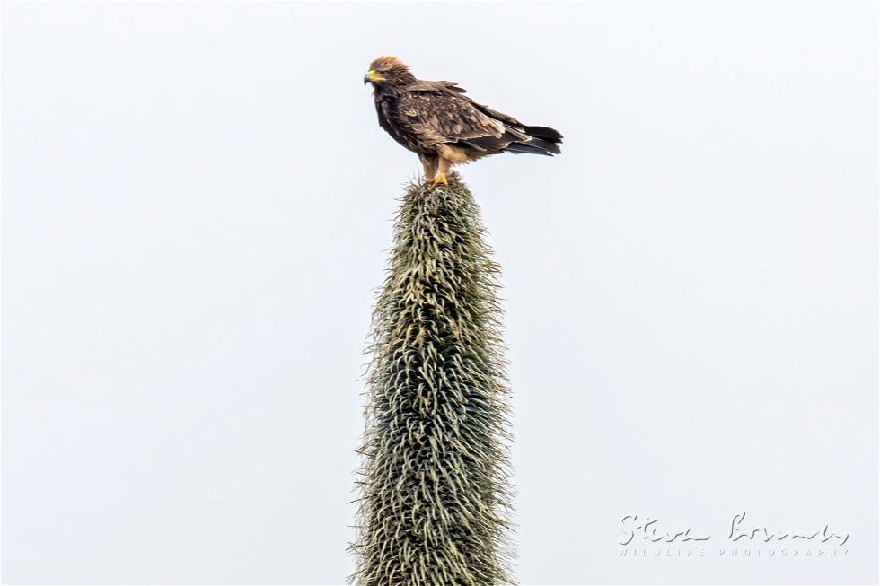 Golden Eagle (Aquila chrysaetos)