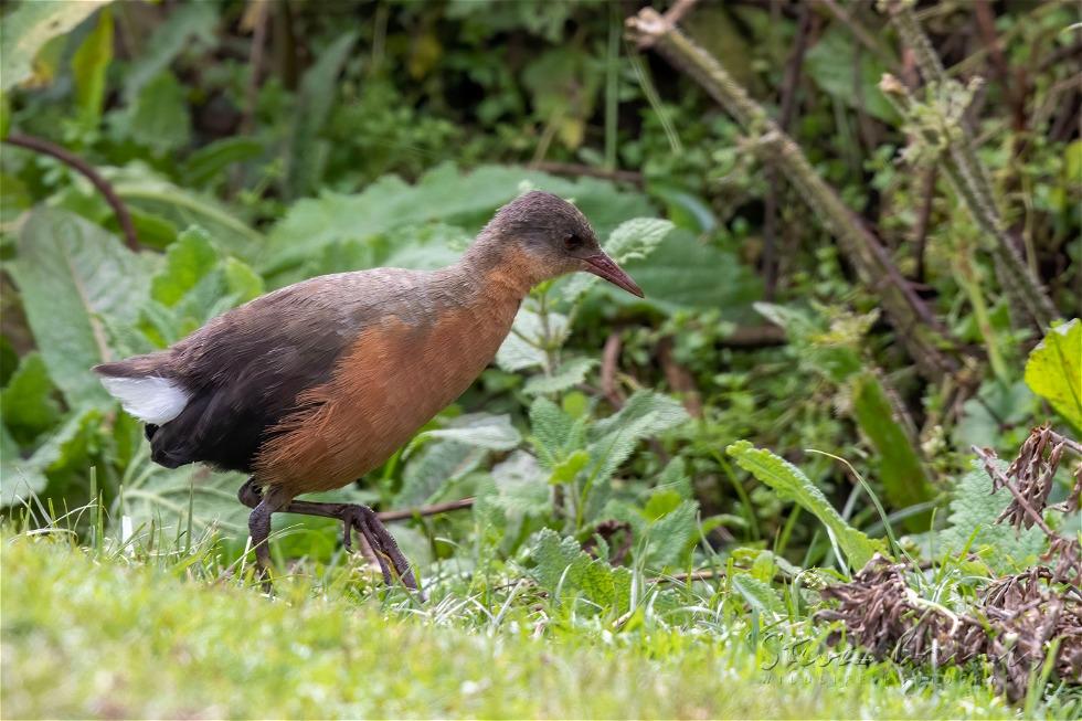 Rouget's Rail (Rougetius rougetii)