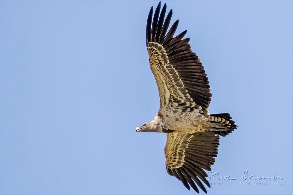 Griffon Vulture (Gyps fulvus)