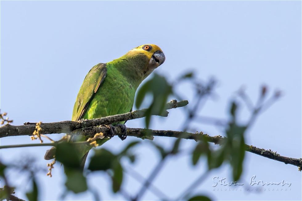 Yellow-fronted Parrot (Poicephalus flavifrons)