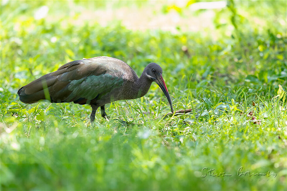 Hadada Ibis (Bostrychia hagedash)