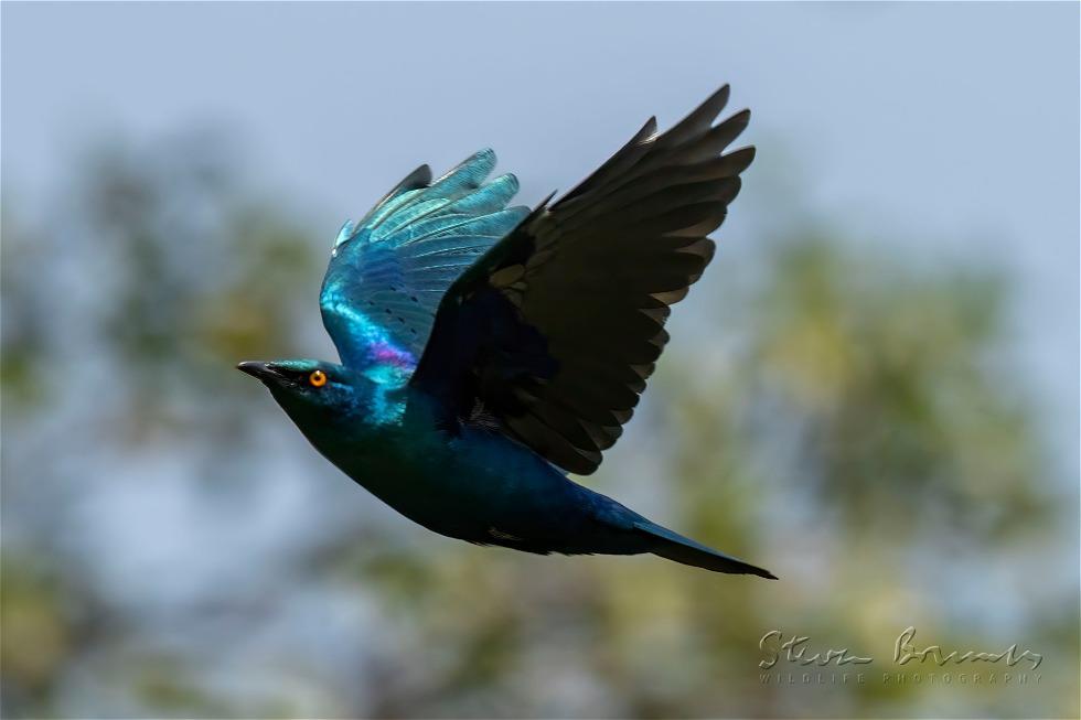 Greater Blue-eared Starling (Lamprotornis chalybaeus)