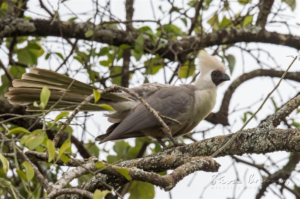 Bare-faced Go-away-bird (Corythaixoides personatus)