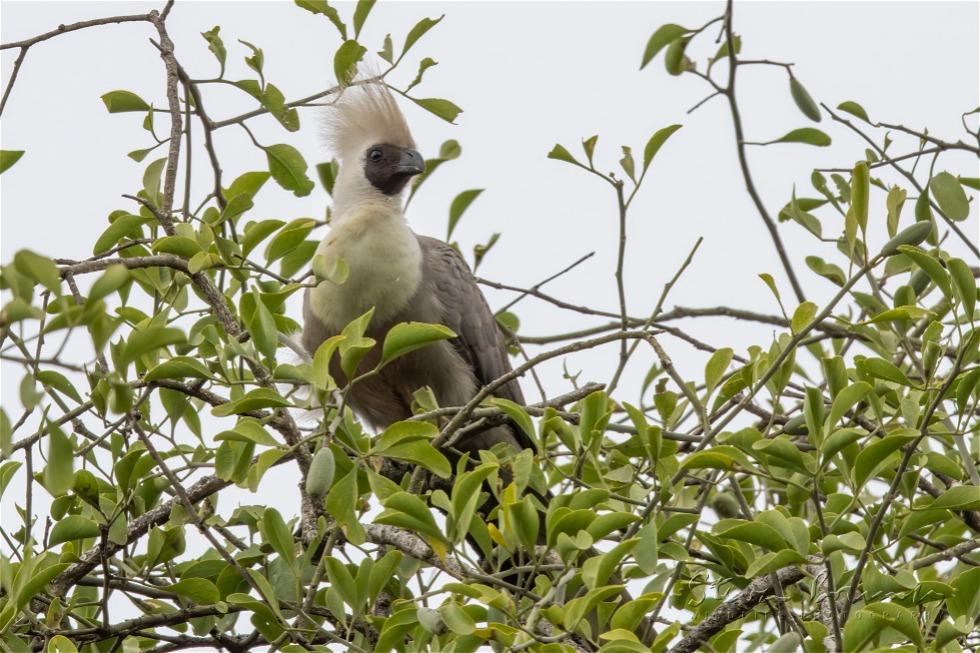 Bare-faced Go-away-bird (Corythaixoides personatus)