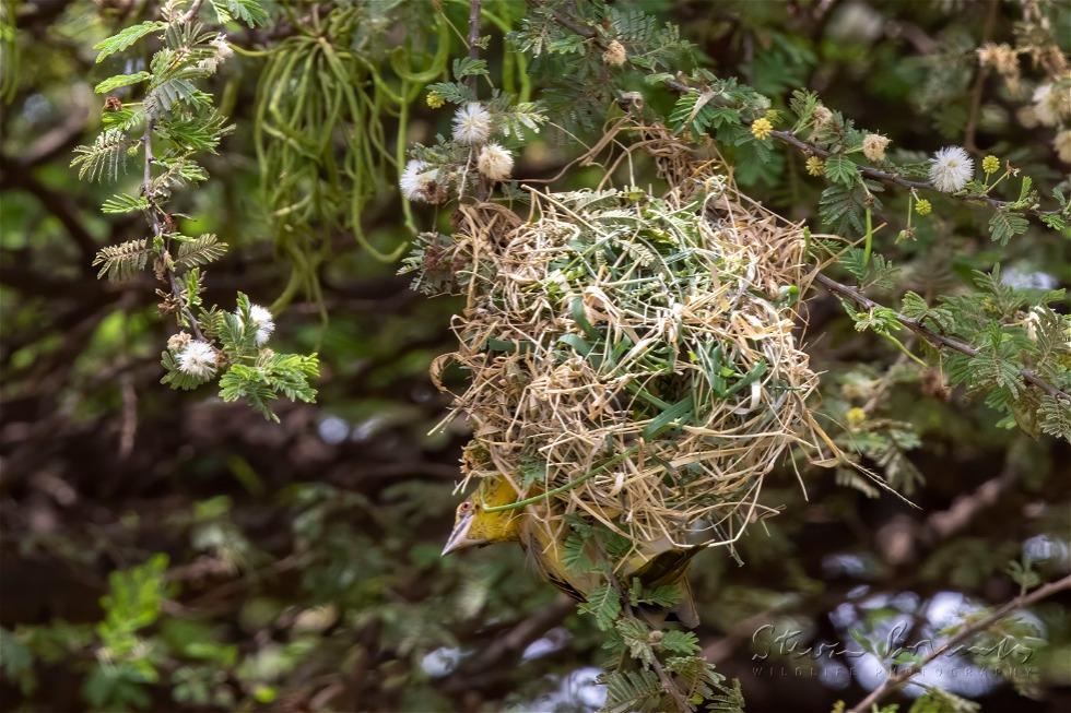 Village Weaver (Ploceus cucullatus)