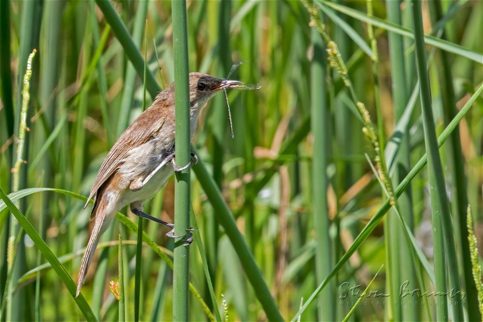 Lesser Swamp Warbler (Acrocephalus gracilirostris)