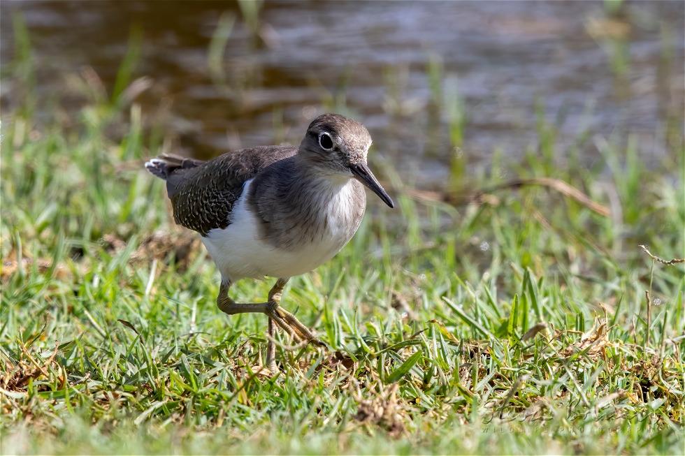 Wood Sandpiper (Tringa glareola)