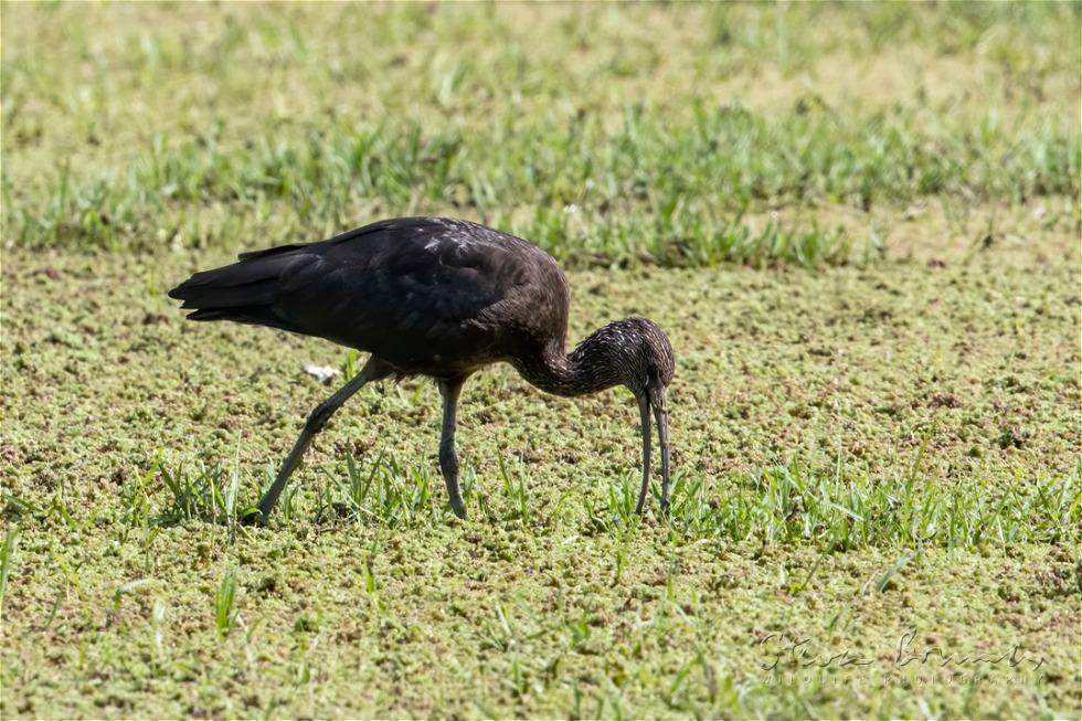 Glossy Ibis (Plegadis falcinellus)