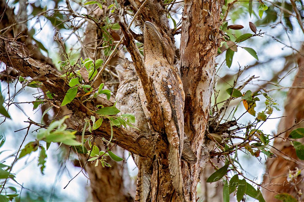 Papuan Frogmouth (Podargus papuensis)