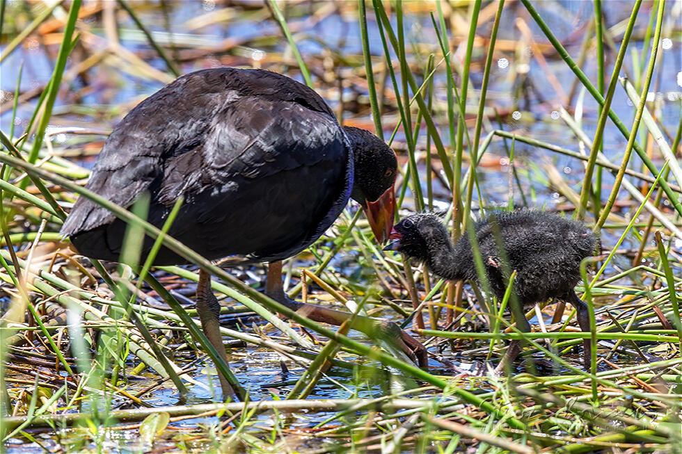 Australasian Swamphen (Porphyrio melanotus)