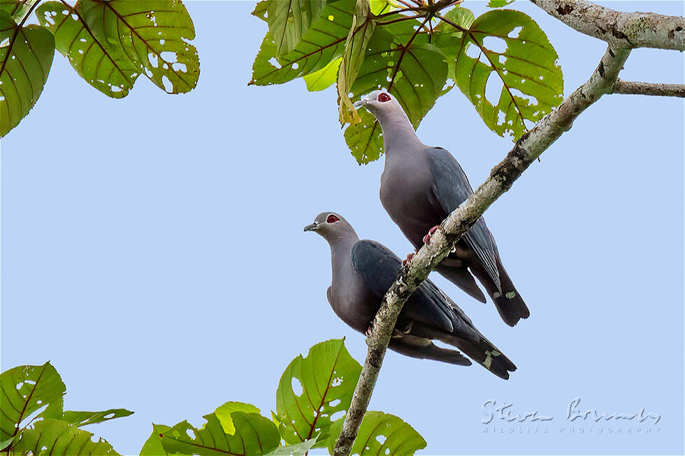Pinon's Imperial Pigeon (Ducula pinon)